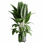 Ficus elastica - indoor plant 525