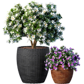 Decorative flowering garden tree Magnolia shrub in a pot rattan vase for decoration in Provence style.Indoor plant