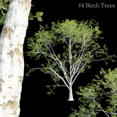 Birch trees collection vol 44