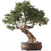 Indoor Plant 762 - Bonsai Set