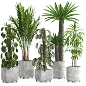 indoor plant set070