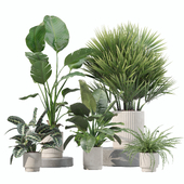 Plants collection 207 - strelitzia, philodendron, fern, palm, meranta
