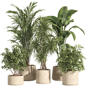 indoor plant set 80-concrete pot