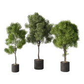 Outdoor Pine Tree Set.88