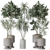 Indoor plants set 108 Dracaena Warneckii Lemon Lime and Mission Olive Tree and Rubber Ficus Elastica Melany