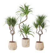 Indoor Plant Yucca set18