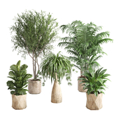 Indoor Plant Tropical Set 17