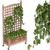 Pothos-In-Wood-Planter-box