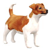 Jack Rassel Terier