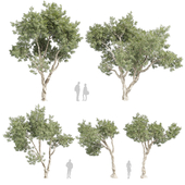 Collection plant vol 572 - Eucalyptus - Pauciflora - tree
