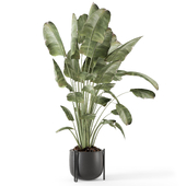 Indoor Plants  in Black Metal Pot - Set 2402