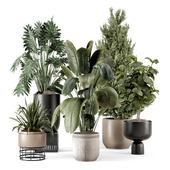 Indoor Plants  in rusty Concrete Pot - Set 2405