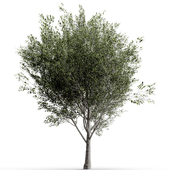 Tree set03