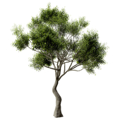 Tree set04
