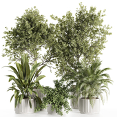 Indoor plants-plants in pot set 123