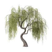 Tree set05
