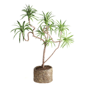 Indoor Plant Yucca set20