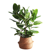 Indoor Plant Ficus with a basket pot