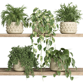 plants on shelf 24