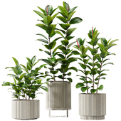 IndoorPlantSet02