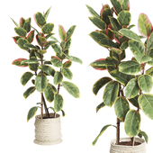 Indoor Plant Set 01