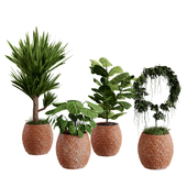 Indoor plant set02