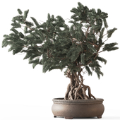 Indoor Plant 781 - Bonsai Set