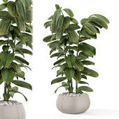 Indoor Plants  in rusty Concrete Pot - Set 2454