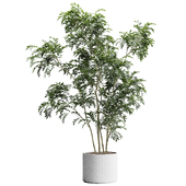 IndoorPlant03 Moringa