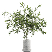 Branches plant in vases 123