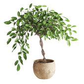 Fitowall Plant Set01