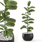 Indoor Plants  in Black Metal Pot - Set 2455