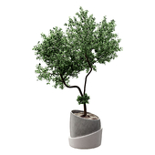 Indoor plant set03
