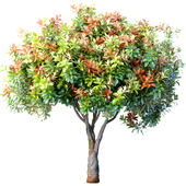 Decorative Evergreen Garden Outdoor Tree Shrub