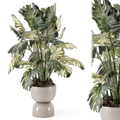 Indoor Plants  in Handmade Stone Pot - Set 2469