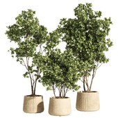 indoor plant set 84
