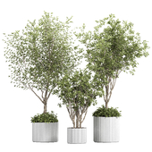 IndoorPlantSet04 OlivePlant