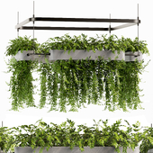 Indoorplants- Hanging Plants Set58