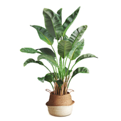 Indoor Plant Faux Banana set24
