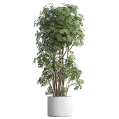 IndoorPlant05 Schefflera