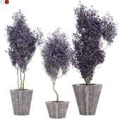 Indoor plant 137