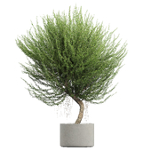 Indoor Plant07 Rosemary Tree