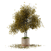 Indoor plant set06
