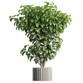 Indoor Plant07 Ficus Tree