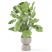 Indoor Plant in Handmade Stone Pot 2532