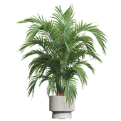 IndoorPlant08