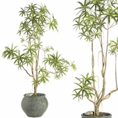 indoor plant set085