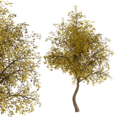 Tree set 07
