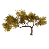 Tree set06