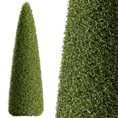 Outdoor Plant